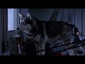 Alien Dog In The Thing 1982