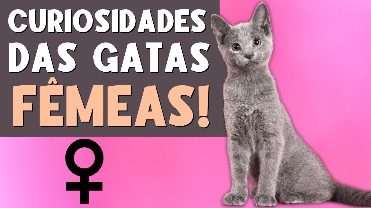10 FATOS SURPREENDENTES SOBRE AS GATAS FÊMEAS! 😻