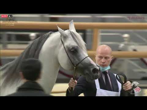 N 438 OM EL SANADEED   23rd Qatar National Arabian Horse Show   Stallions 7 10 Years Old Class 13