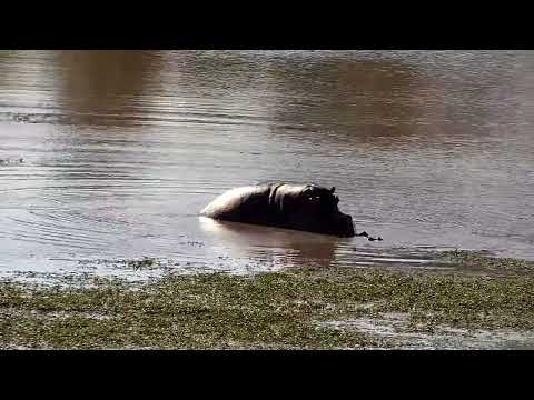 Djuma: Mating Hippos - 09:20 - 07/06/2022