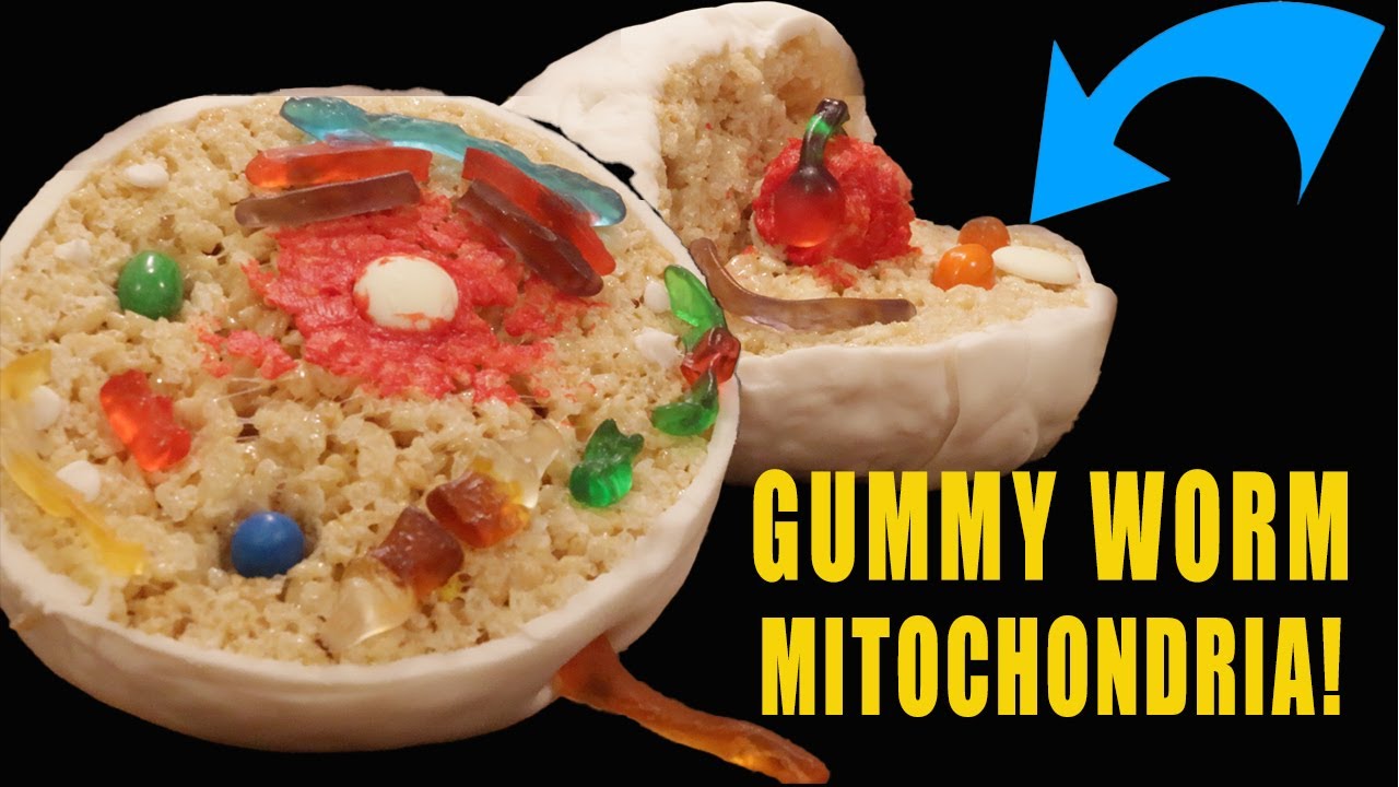 100% Edible Animal Cell: A homeschool cell biology lesson for all ages!