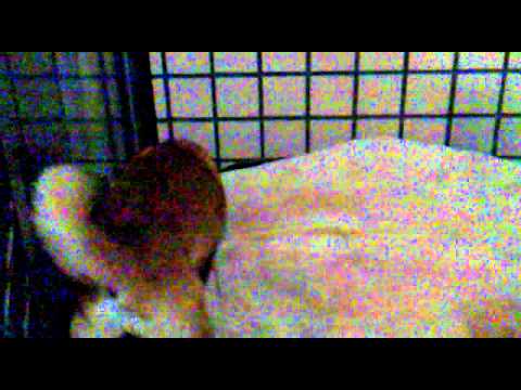 BIBI看到大床墊好像看到仇人一樣狂咬(原發表者:DOGI柴)(影片)