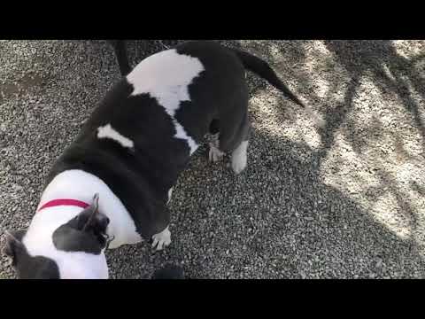 Sweetie, an adopted Bull Terrier & Staffordshire Bull Terrier Mix in Pasadena, CA_image-1