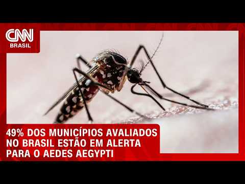 Aedes aegypti: 49% dos municípios avaliados no Brasil estão em alerta | LIVE CNN