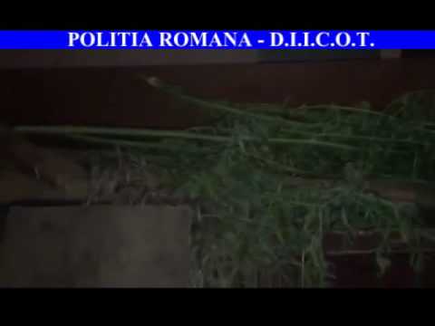 Cannabis la Lăpuşnicu Mare, Caraş-Severin