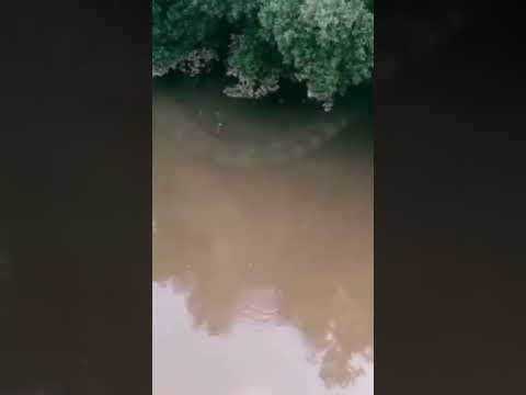 Giant snake caught on camera 😳 #shorts