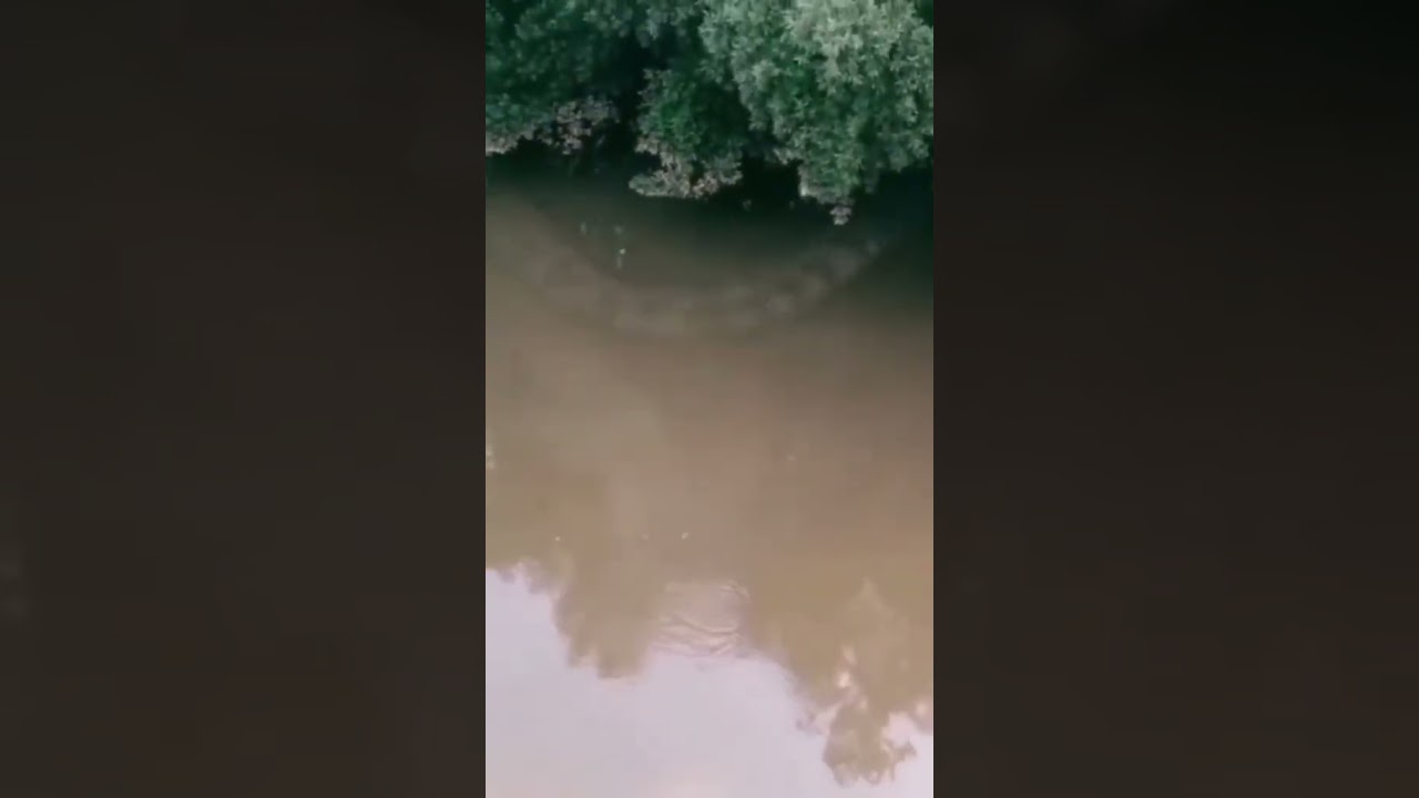 Giant snake caught on camera 😳 #shorts