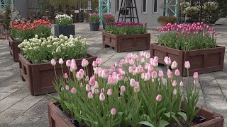 12月18日【びわ湖放送ニュース】水生植物公園みずの森で「アイスチューリップ」咲き始める