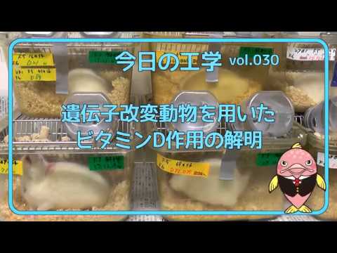 富山県立大学　今日の工学 vol.30　遺伝子改変動物を用いたビタミンD作用の解明
