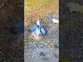 This drunk little guy passed out on the ground?#pigeon #shorts #bird #cute #animal #funny