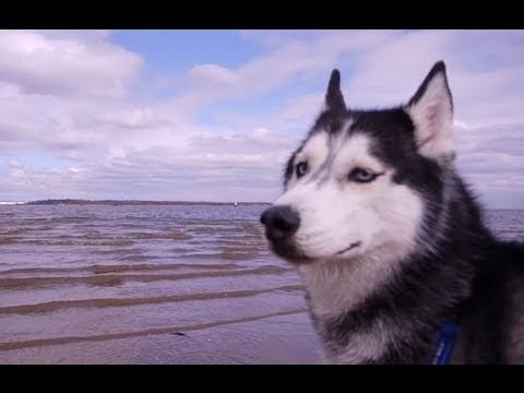 MISHKA THE TALKING HUSKY'S BEACH VLOG!
