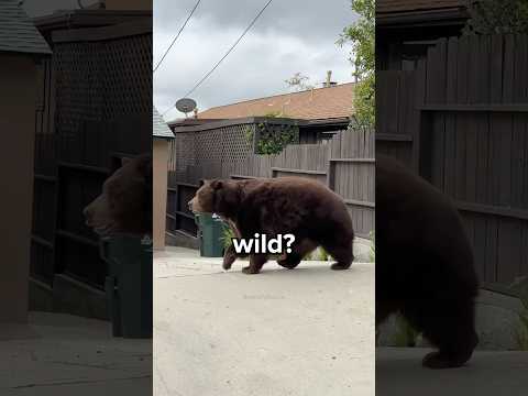 What Should You Do if You Encounter a Bear? 😳