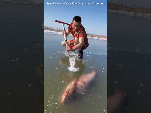 Frozen Fish Escape Shocks Everyone! 🐟😱 #Shorts #Viral