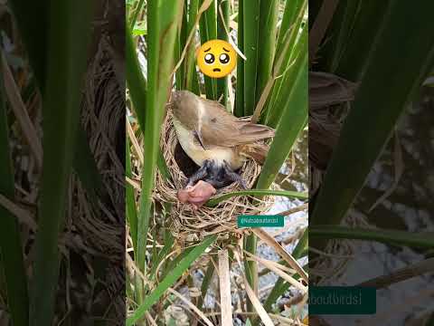 Cuckoo chicks are throwing the chicks out of the nest #nature #shorts #cuckoo