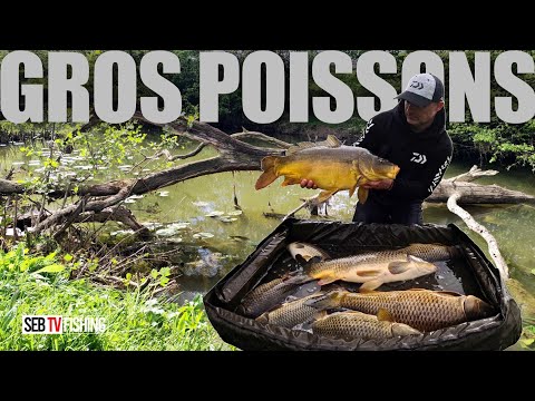 Seb TV Fishing