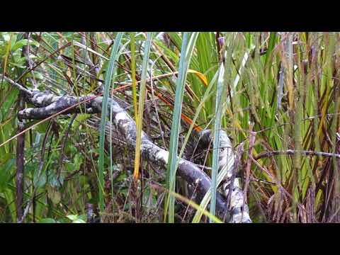 North Island fernbird Ian Wells Trk 200718 Video