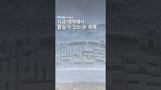 지금 안가면 내년까지 기다려야하는 태백산눈축제