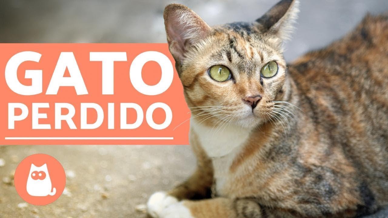 Um GATO PERDIDO VOLTA para casa? 🏠🐱 Por que eles fogem?