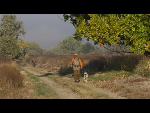 Releasing Ring-necked Pheasants on Fort Boise WMA Video