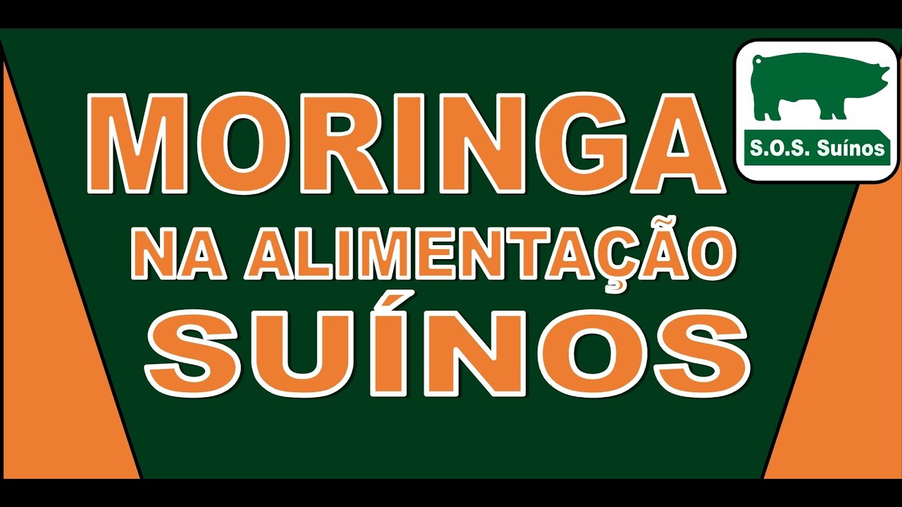 SUINOCULTURA: Moringa na Alimentação dos Suínos