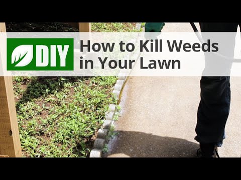  How to Control Weeds in Your Lawn Video 