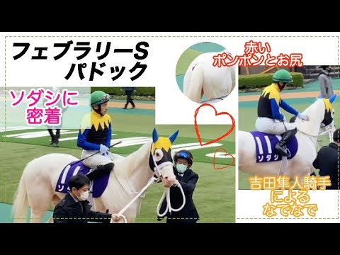 ソダシに密着　【パドック】フェブラリーステークス2022