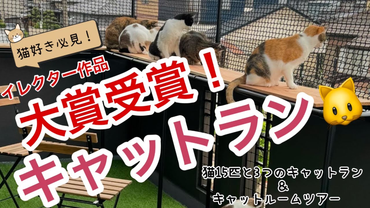 【猫15匹との暮らし】DIYキャットラン🐱3つのキャットラン＆キャットルームツアー