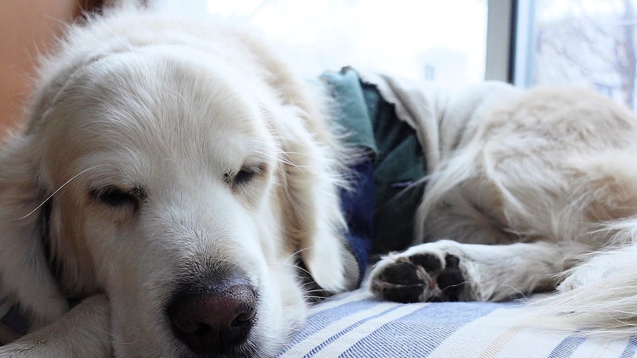 9歳になったゴールデンレトリバーは雪が積もっても喜ばないで用を足します