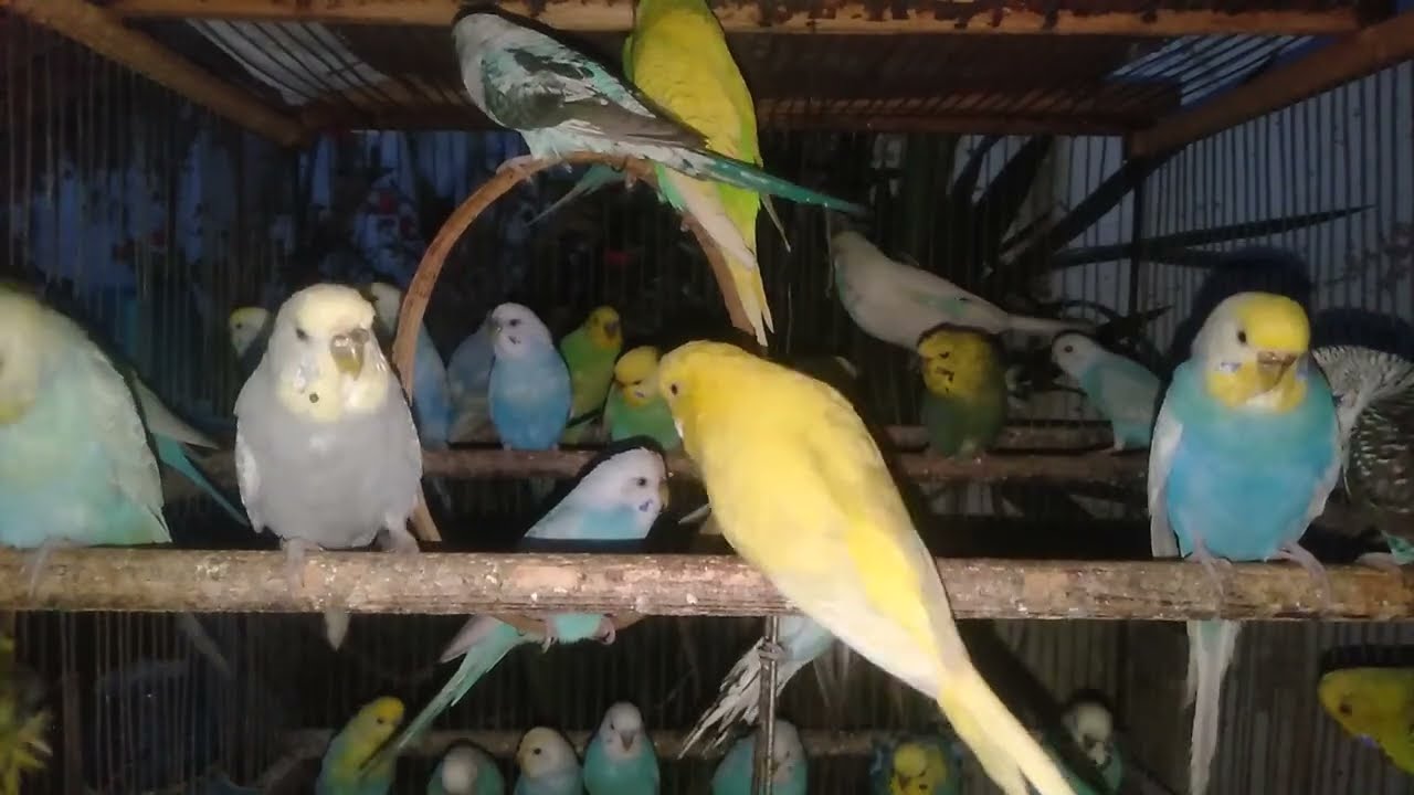 癒しを生むインコ飼育の大切なコツ