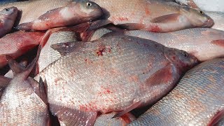 Ловля леща на чупа чупс