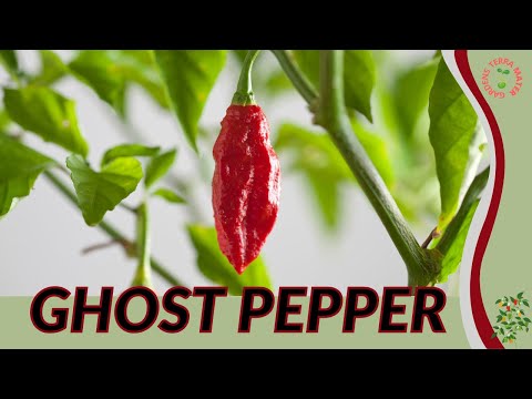 GHOST PEPPER Information and Growing Tips! (Capsicum chinense)