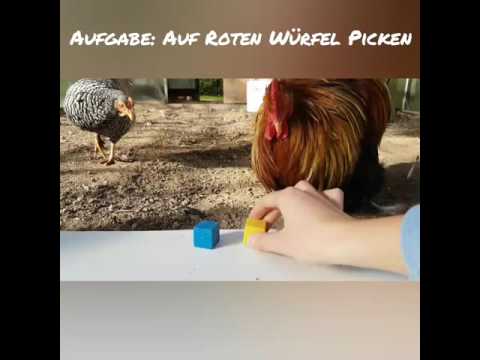 , title : 'Schlaue Hühner | Farberkennung von Hühnern'