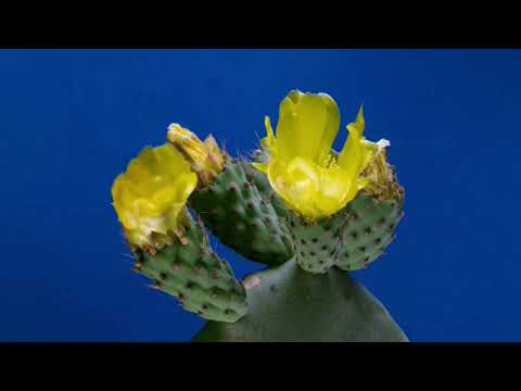 Cactus blooming | TIME LAPS