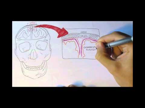 Neurology Divisions of the Nervous System