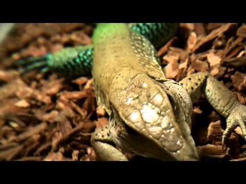 Green Ameiva Lizard HD