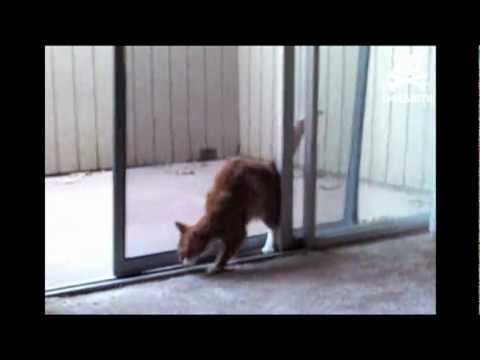Cat open screen door