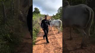 carroça cheia de estacas