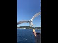 Savage bird vine