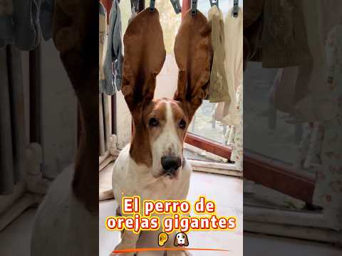 El perro de orejas gigantes 👂🐶😂 #foryou #pets