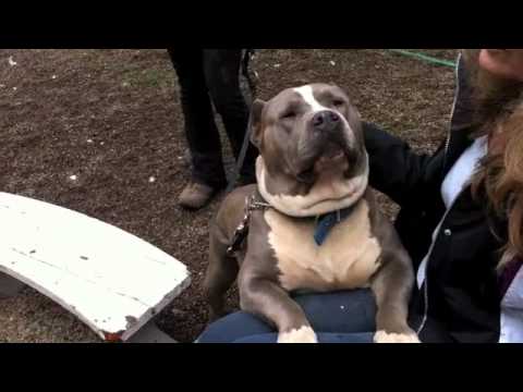 Augustus, an adopted American Staffordshire Terrier in Eugene, OR_image-1