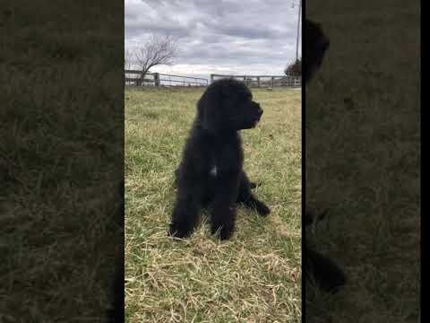 Prize PnD- Irishdoodle