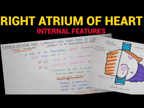 Right Atrium of Heart (2/2) | Internal Features | Anatomy | EOMS