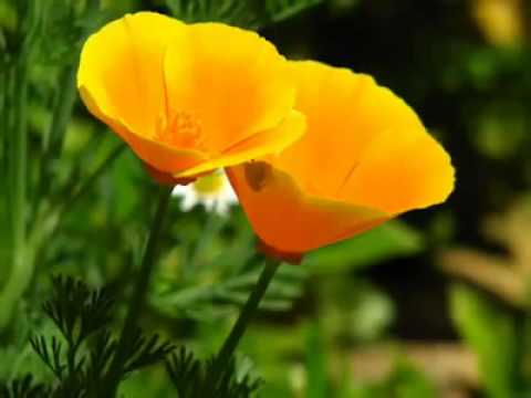 kanaka munthirikal...