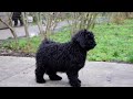 Puli cachorro en venta