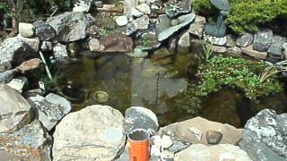 preview picture of video 'Small Koi Pond.MOV'
