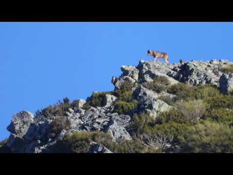 Lobo y oso en España: hábitats, conservación y convivencia responsable