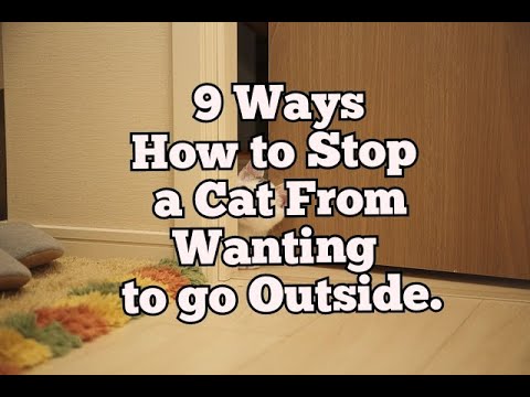 How to Stop a Cat From Wanting to go Outside