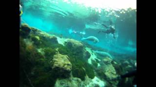 preview picture of video 'Seadragons Weeki Wachee trip'
