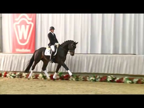 10 Riptide Hengst v. Rock Forever - Show Star