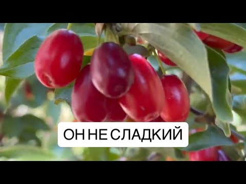 фото ягоды кизила 0
